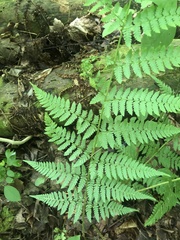 Dryopteris × triploidea