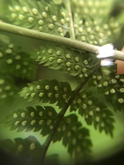 Dryopteris × triploidea