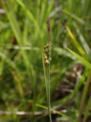 Carex aurea