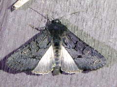 Apamea impulsa