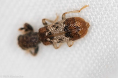 Pelonium leucophaeum