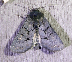 Apamea impulsa