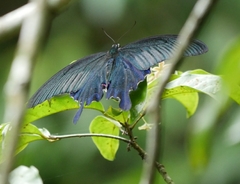 Papilio dialis