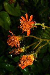 Pseudogynoxys sonchoides