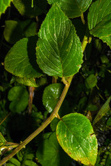 Pseudogynoxys sonchoides