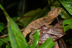 Enyalioides
