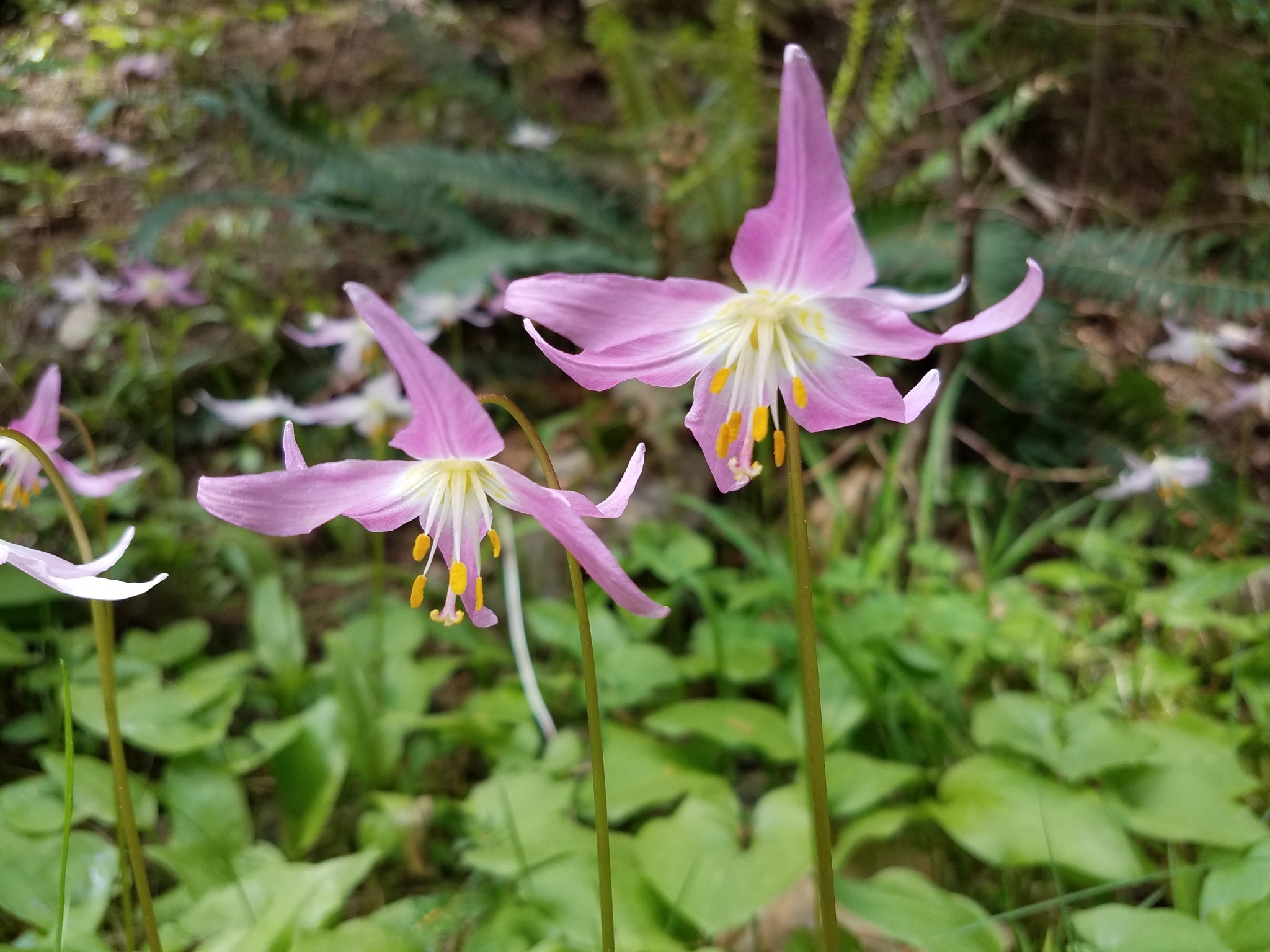 Erythronium quinaultense