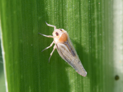 Omolicna