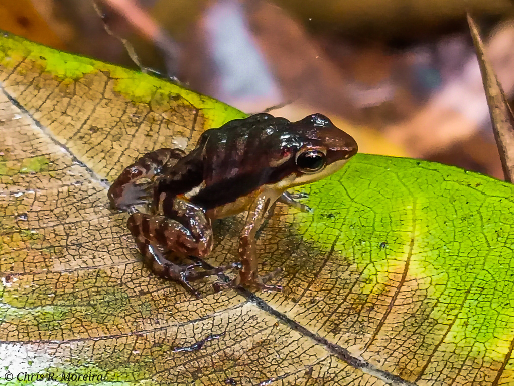 Ayampe Poison Frog