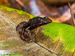 Epipedobates machalilla