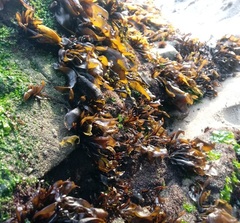 Mazzaella laminarioides