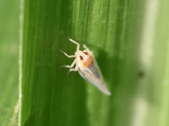 Omolicna