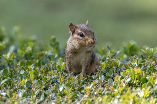 Eastern Chipmunk photographed in South Carolina