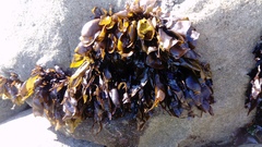 Mazzaella laminarioides