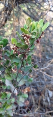 Azara dentata