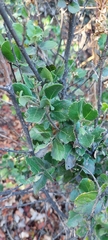 Azara dentata