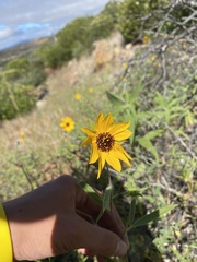 Helianthus exilis