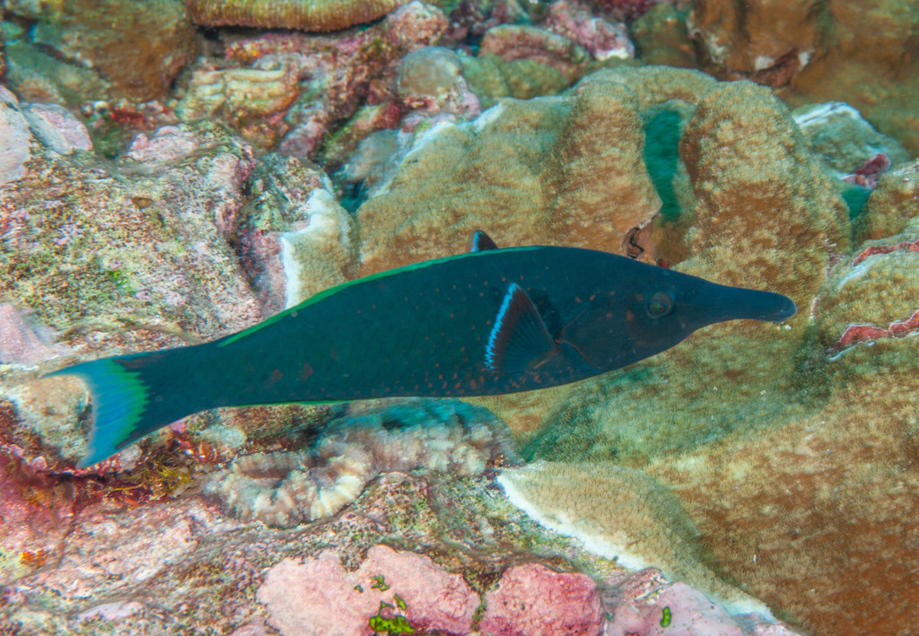 Bird wrasse (Gomphosus caeruleus) — Labridae