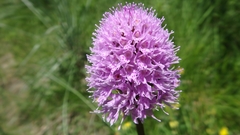 Traunsteinera globosa