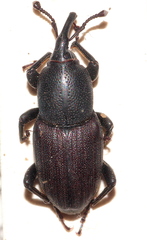 Sphenophorus striatopunctatus