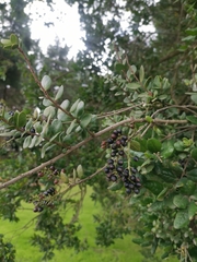 Notanthera heterophyllus