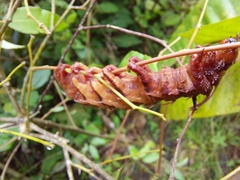 Citheronia phoronea