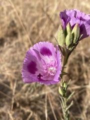 Clarkia williamsonii