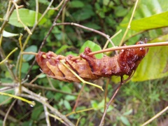 Citheronia phoronea