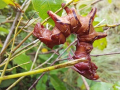 Citheronia phoronea