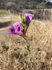 Clarkia williamsonii