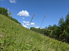 Carex xerantica
