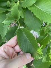 Ulmus americana