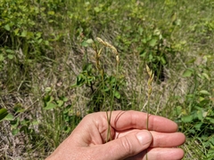 Carex xerantica