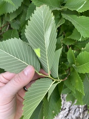 Ulmus americana