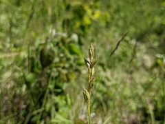 Carex xerantica