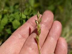 Carex xerantica