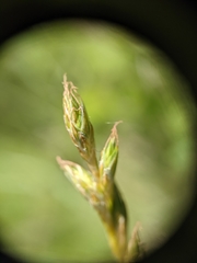 Carex xerantica