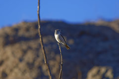 Muscisaxicola rufivertex