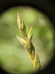 Carex xerantica