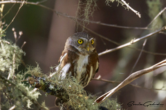 Glaucidium sanchezi