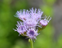 Conoclinium dissectum