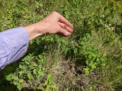 Carex xerantica