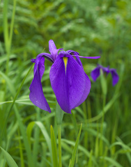 Iris ensata
