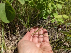 Carex xerantica