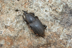 Sphenophorus abbreviatus