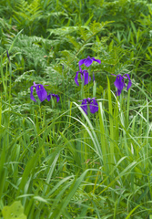 Iris ensata