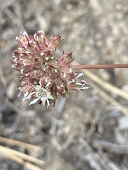 Horkelia tridentata