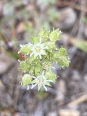 Horkelia tridentata