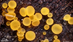 Orbilia xanthostigma