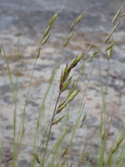 Bromus racemosus